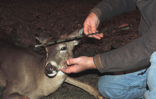 Deer-Arrow removed-1